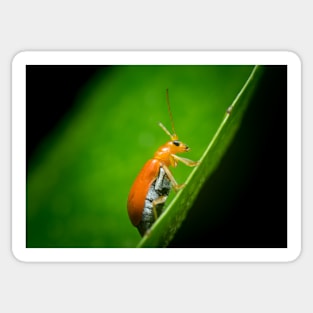 A red pumpkin beetle (Aulacophora foveicollis) Sticker